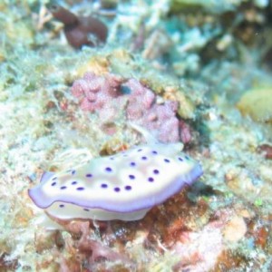NUDI12
