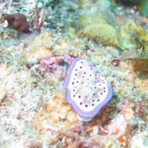 NUDI22