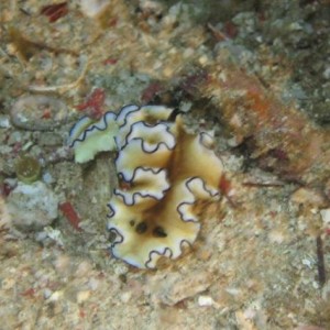 NUDI31