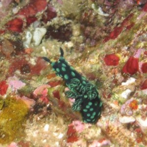 NUDI41