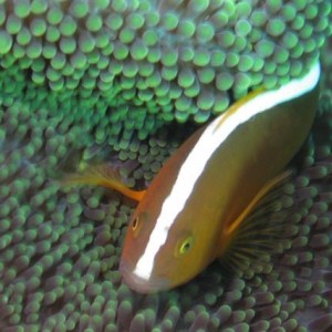 ORANGE_ANEMONEFISH1