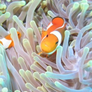 OSCELLARIS_CLOWN
