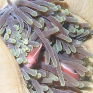 PINK_ANEMONEFISH2