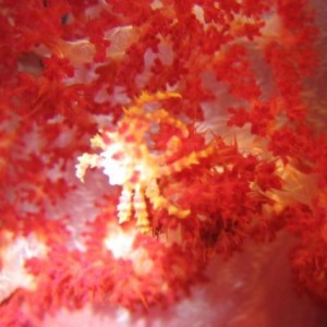 SOFT_CORAL_CRAB