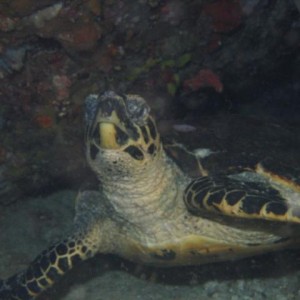 TURTLE25