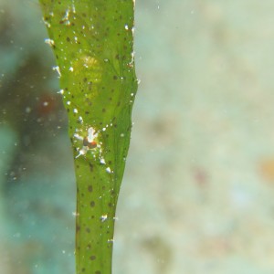 Leaf Pipefish