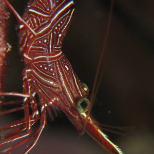 Hingebeak Shrimp