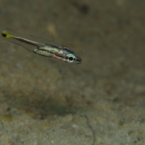 Juvenile Cardinalfish