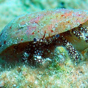 White Speckled Hermit Crab