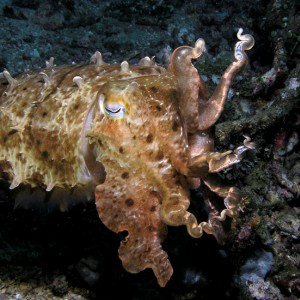 Kung Fu Cuttlefish