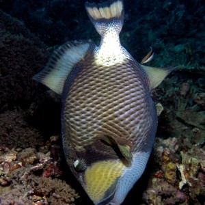 Titan Triggerfish