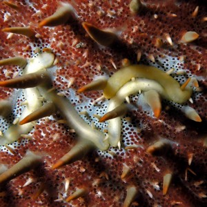 Flatworms on Crown of Thorns