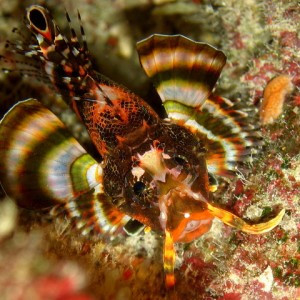 Occleated Lionfish