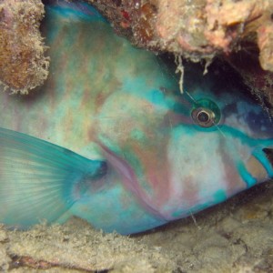 Sleeping Parrotfish