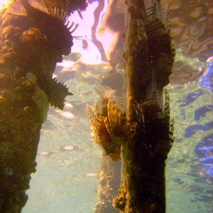 Under the jetty - Hilton Nuweiba