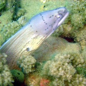 Peppered Moray - Nuweiba