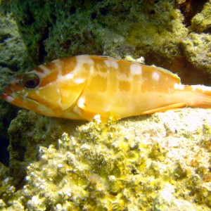 Blacktip Grouper - Nuweiba