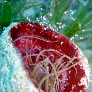 Tiny Shrimps over Anenome - Nuweiba