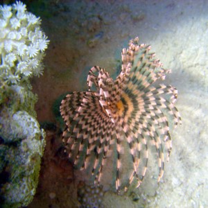 Polychaete Tubeworm - Nuweiba