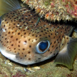 Porcupine Fish with Pipefish
