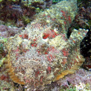 Stonefish (Huge)