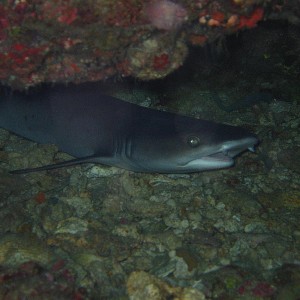 Sleepy Reef Shark..not sure black or white tip