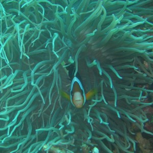 feisty clownfish