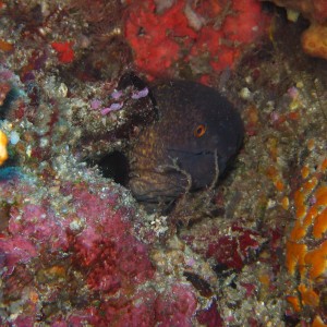 Yellow spotted moray