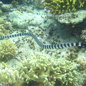 sea snake