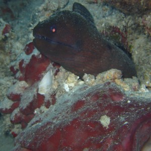 yet another moray