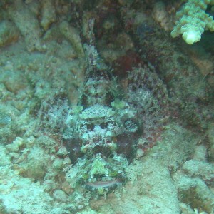 scorpion fish