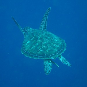my first turtle at Bunaken