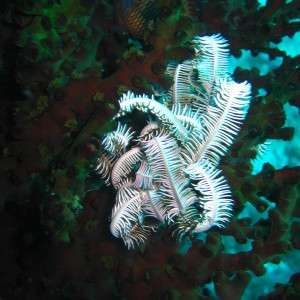 more feather star