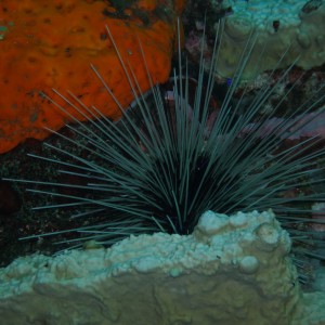 Long spined urchin