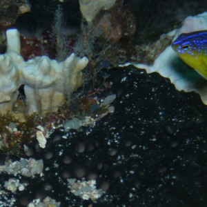 Longfin Damsel juvenile & Coral
