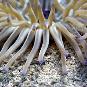 anemone