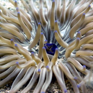 anemone