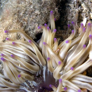 anemone