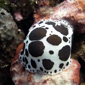 egg nudi