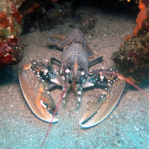 lobster