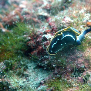 nudi