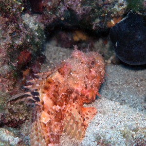 scorpionfish