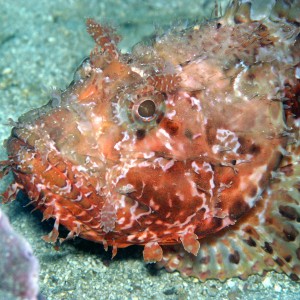 scorpionfish head