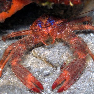 spider_crab