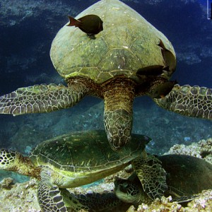 Turtle Trio