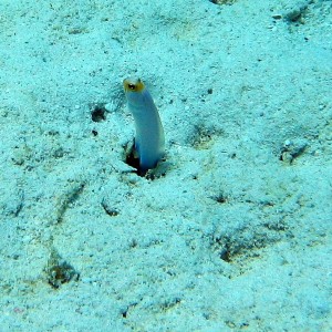 Jawfish