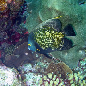 French Angelfish