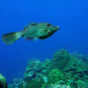 Scrawled Filefish in Bonaire