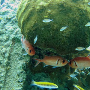 Blackbarred Sodierfish in Bonaire