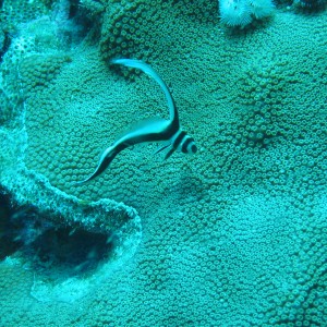 Juv. Spotted Drum in Bonaire